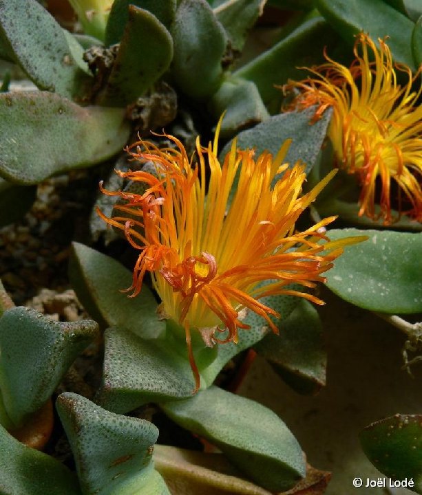 Pleiospilos leipoldtii ©JLcoll.3866